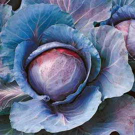 Капуста краснокочанная Авангард F1