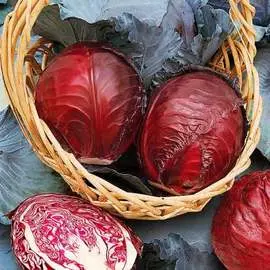 Капуста краснокочанная Варна F1