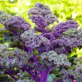 Капуста листовая Редбор F1