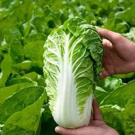 Капуста пекинская Маноко F1