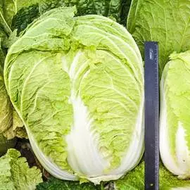 Капуста пекинская Русский Размер F1