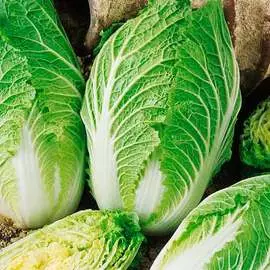 Капуста пекинская Таранко