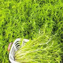 Капуста японская Мизуна