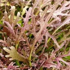 Капуста японская Мизуна красная