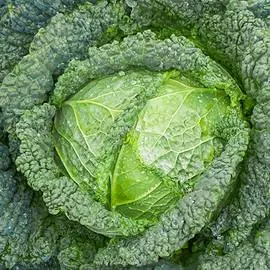 Капуста савойская Мелисса F1
