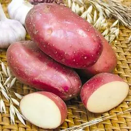 Колхикум Виолет Квин