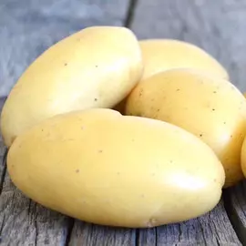 Тюльпан Триумф Роналдо