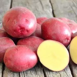 Тюльпан Триумф Блэк Джек