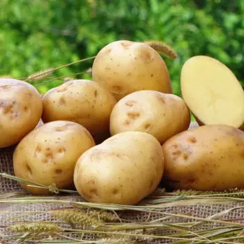 Картофель Ривьера