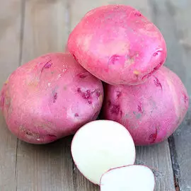 Роза флорибунда Помпонелла