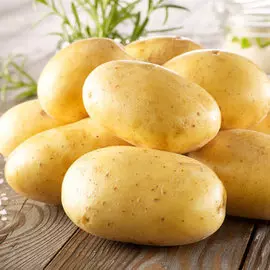 Роза чайно-гибридная Дабл Делайт