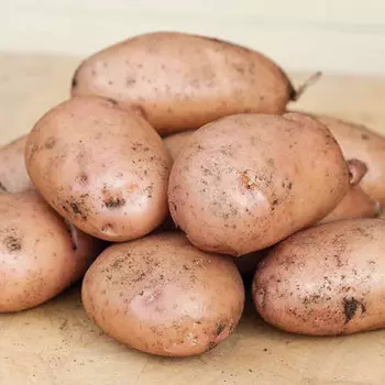 Картофель Жуковский ранний