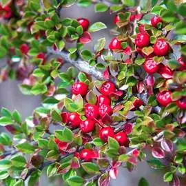 Кизильник горизонтальный Вариегатус