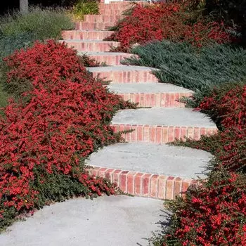 Кизильник Корал Бьюти