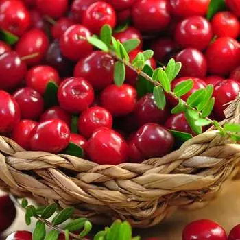 Клюква крупноплодная Красавица