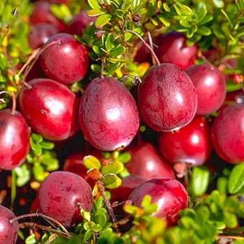 Клюква крупноплодная Пилигрим