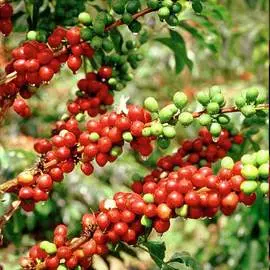 Кофе аравийский карликовый Альберт