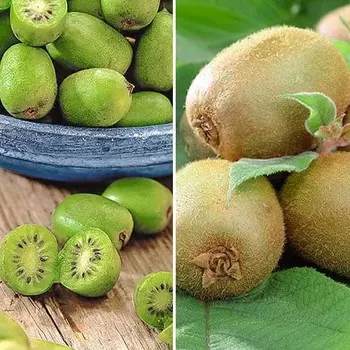 Комплект мини-киви Дуо из 2 саженцев