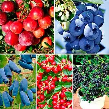 Комплект Сибирское здоровье из 5 саженцев