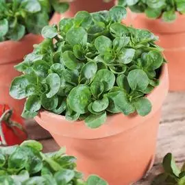 Кресс-салат Темп