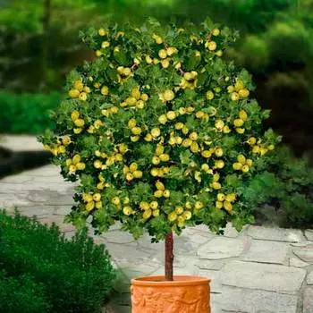 Крыжовник на штамбе Хиннонмаки зеленый