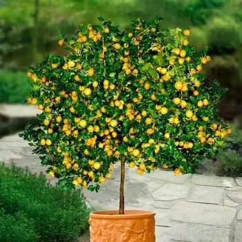 Крыжовник на штамбе Хиннонмаки желтый