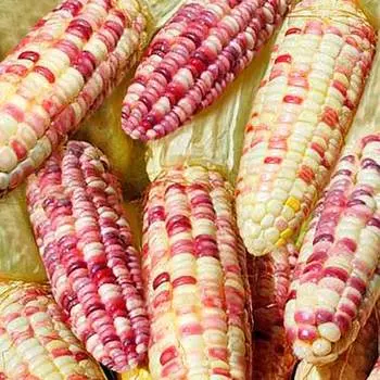 Кукуруза Черная жемчужина F1