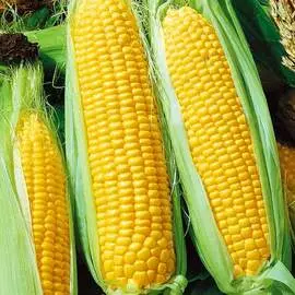 Кукуруза Мечта Гурмана