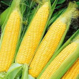Кукуруза Суперсладкая F1