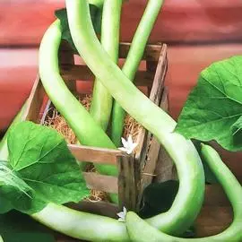 Лагенария Змеевидная