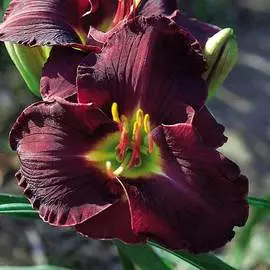 Лилейник Дабл Блек