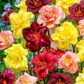 Лилейник Дабл, микс