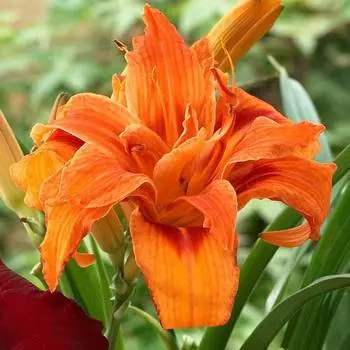 Лилейник Дабл Оранж