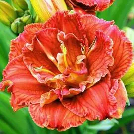 Лилейник Паприка Флейм