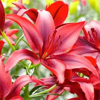 Лилия азиатская Блэк Аут