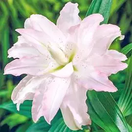 Лилия азиатская Дабл Плеже