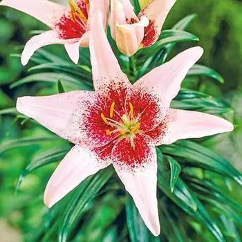 Лилия азиатская Дот Ком