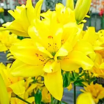 Лилия азиатская Фата Моргана