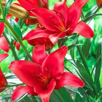 Лилия азиатская Гран Парадисо