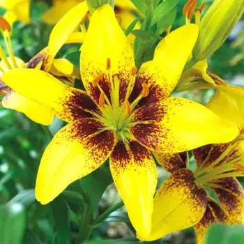 Лилия азиатская Йеллоу Пиксель