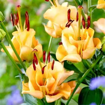 Лилия азиатская Эприкот Фадж