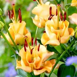 Лилия азиатская Эприкот Фадж