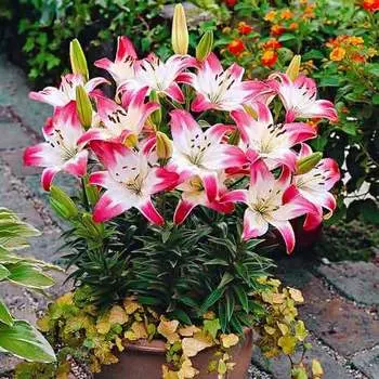 Лилия азиатская Лоллипоп