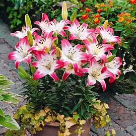 Лилия азиатская Лоллипоп