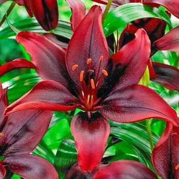 Лилия азиатская Мапира