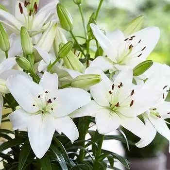 Лилия азиатская Навона