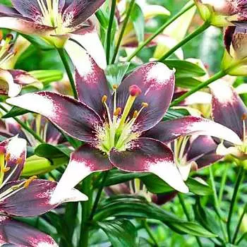 Лилия азиатская Неттис Прайд