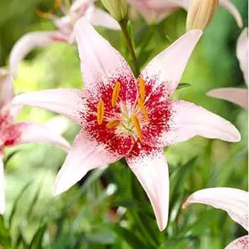 Лилия азиатская Пинк Пикселс
