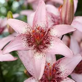 Лилия азиатская Пинк Пикселс