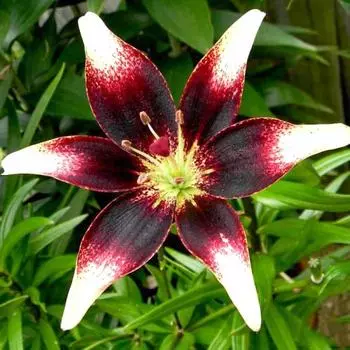 Лилия азиатская Пурпл Харт